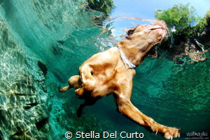 "Swimmer Dog" - Verzasca river, Ticino, Switzerland by Stella Del Curto 